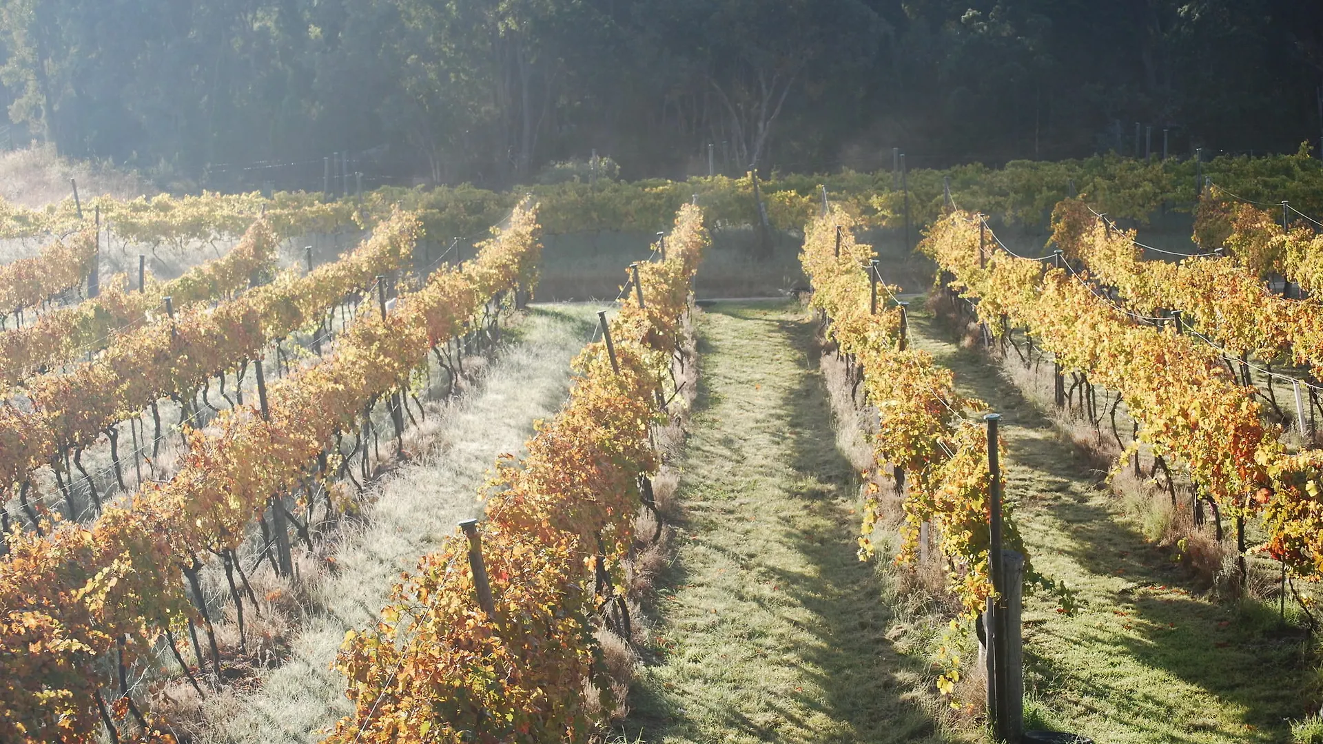 Twisted Gum Vineyard Cottage 0*, Ballandean Australia